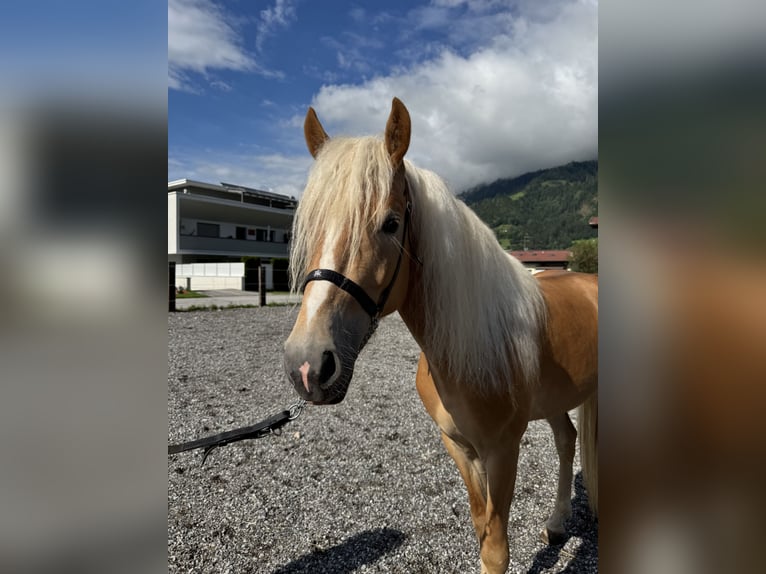 Hafliger Ogier 2 lat in Uderns