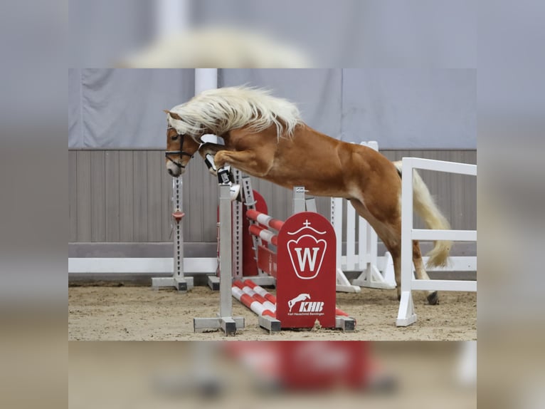 Hafliger Ogier 3 lat 145 cm Kasztanowata in Duisburg