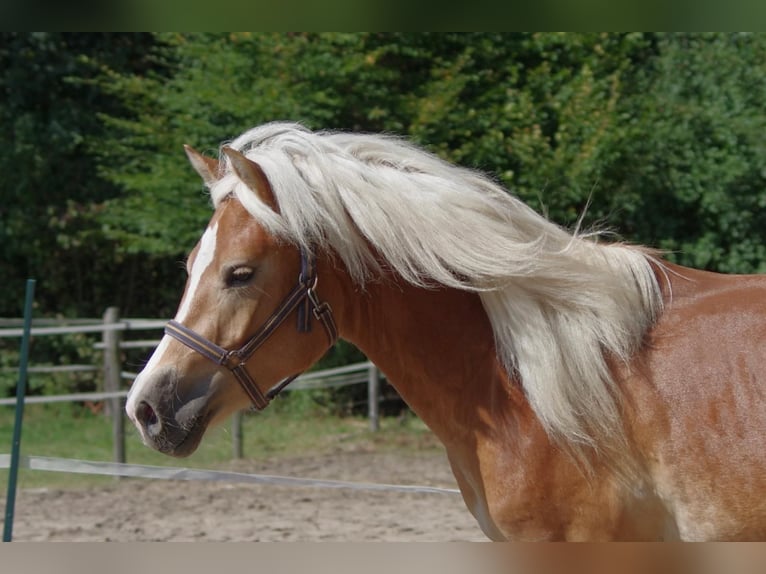 Hafliger Ogier 3 lat 148 cm Cisawa in Wellerlooi