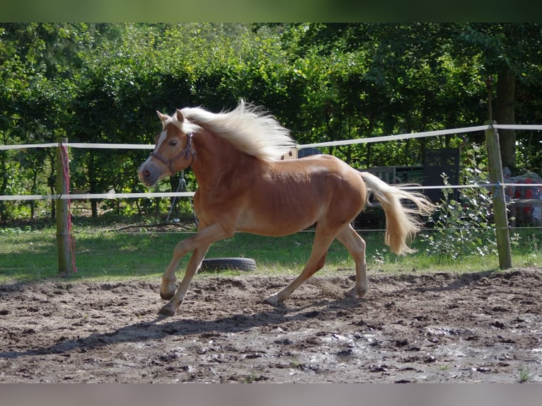 Hafliger Ogier 3 lat 148 cm Cisawa in Wellerlooi