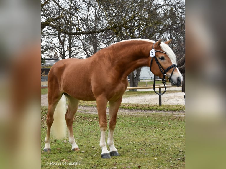 Hafliger Ogier 3 lat 151 cm Kasztanowata in Koßdorf