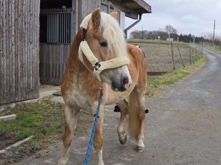 Hafliger Ogier 3 lat 153 cm Kasztanowata in Spratzern