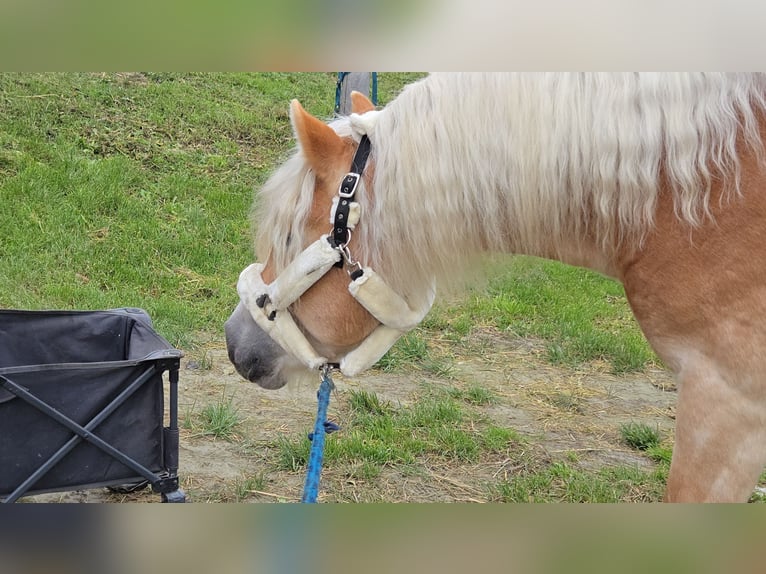 Hafliger Ogier 3 lat 153 cm Kasztanowata in Spratzern