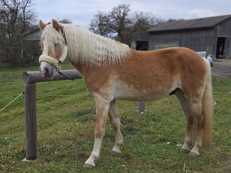 Hafliger Ogier 3 lat 153 cm Kasztanowata in Spratzern