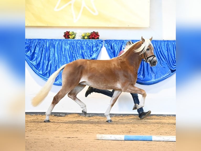 Hafliger Ogier 4 lat 152 cm in Hirzenhain