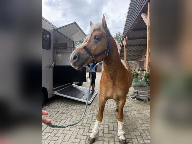 Hafliger Ogier 4 lat 153 cm  in Bellingwolde