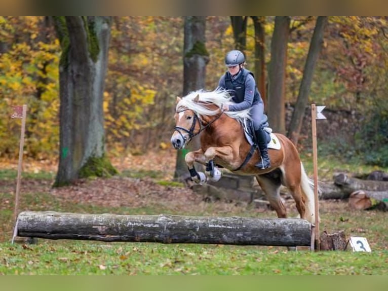 Hafliger Ogier 5 lat 149 cm Kasztanowata in Groß klessow