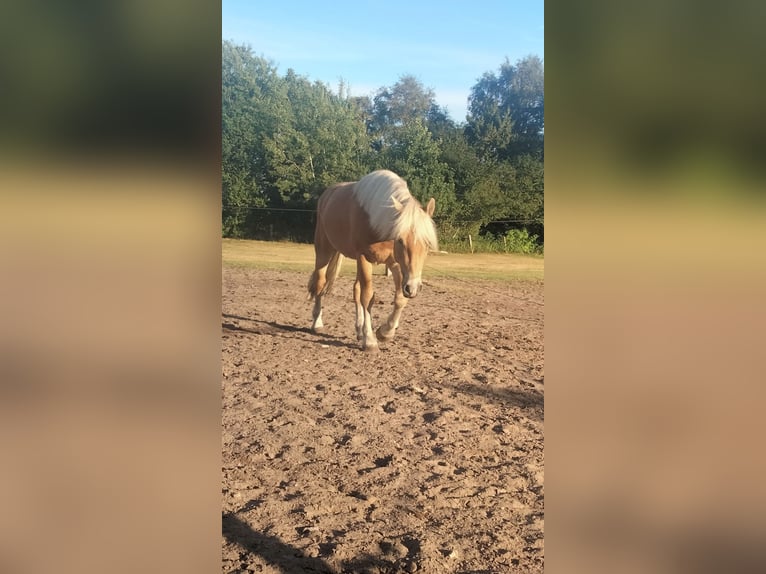 Hafliger Ogier 6 lat 145 cm Ciemnogniada in Wester-Ohrstedt