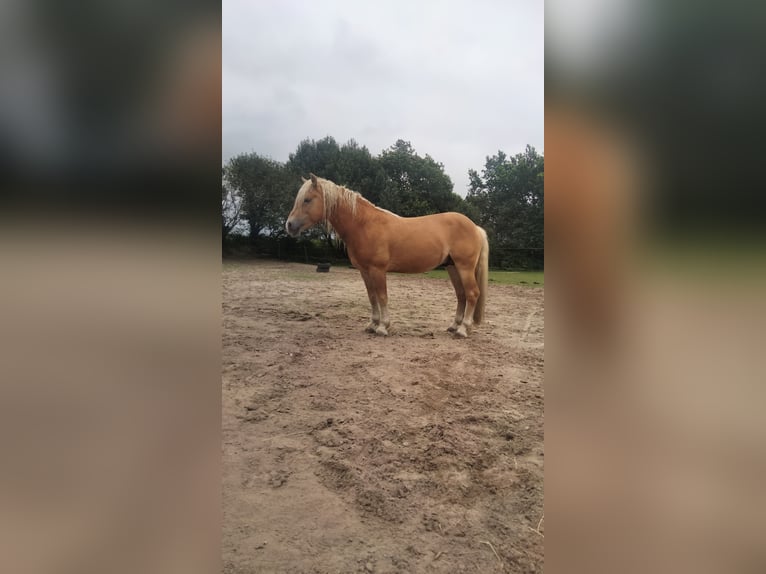 Hafliger Ogier 6 lat 145 cm Ciemnogniada in Wester-Ohrstedt