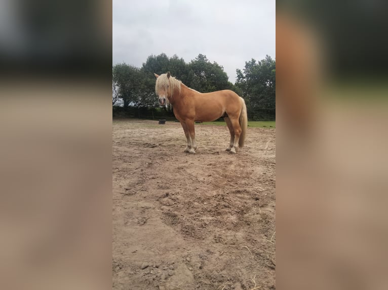 Hafliger Ogier 6 lat 145 cm Ciemnogniada in Wester-Ohrstedt