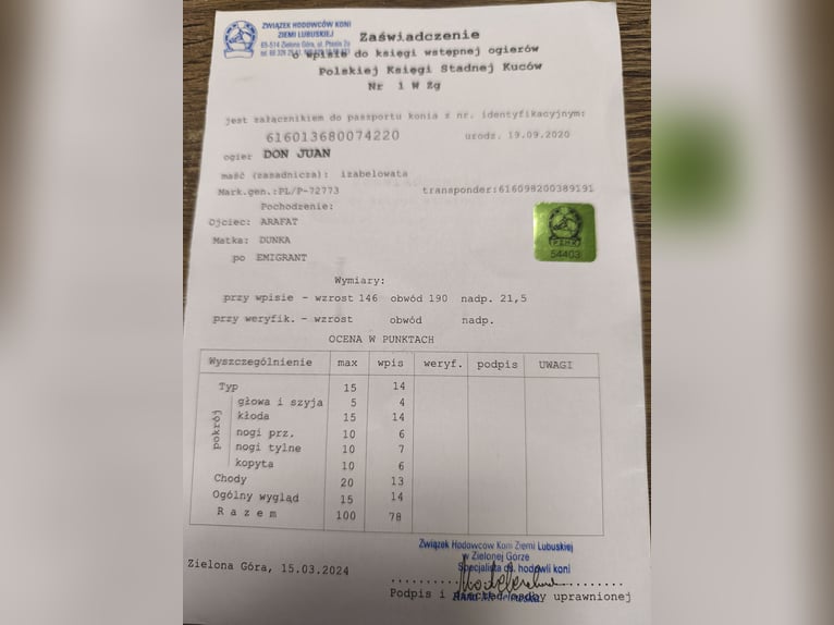 Hafliger Ogier 6 lat 149 cm Jasnogniada in Żarki Wielkie