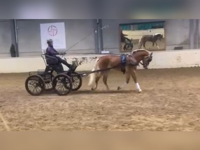 Hafliger Ogier 7 lat 156 cm Cisawa in veurne