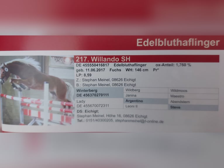 Hafliger Ogier 8 lat 146 cm Kasztanowata in Adorf