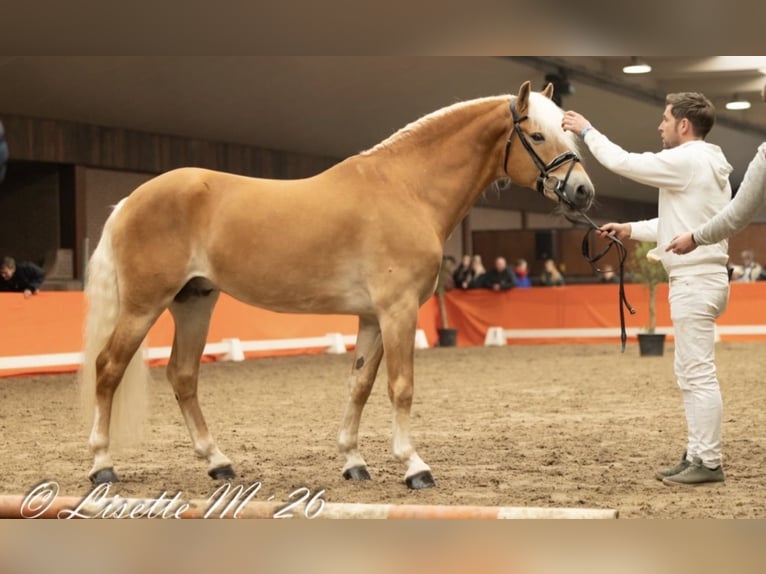 Hafliger Ogier 8 lat 153 cm Kasztanowata in Trebbin