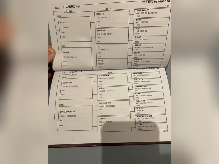 Hafliger Ogier Jasnogniada in Novo mesto