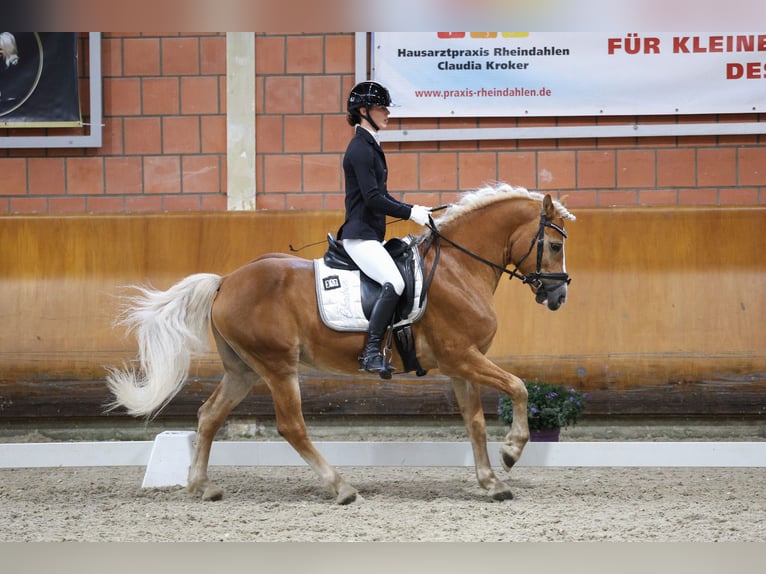 Hafliger Ogier Kasztanowata in Wuppertal