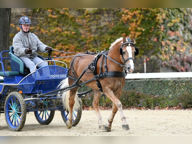 Hafliger Ogier Kasztanowata in Wuppertal