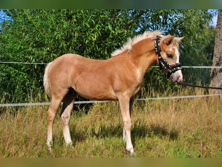 Hafliger Ogier Źrebak (04/2025) 145 cm Izabelowata in Str&#x119;goborzyce