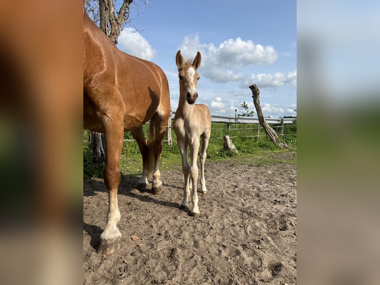 Hafliger Ogier  150 cm Kasztanowata in Wasb&#xFC;ttel