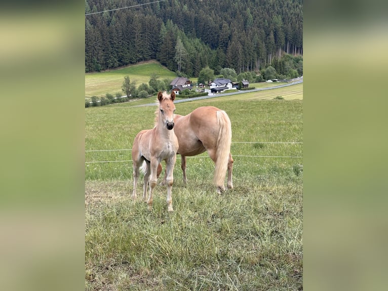 Hafliger Ogier Źrebak (05/2026) 150 cm Kasztanowata in Tamsweg