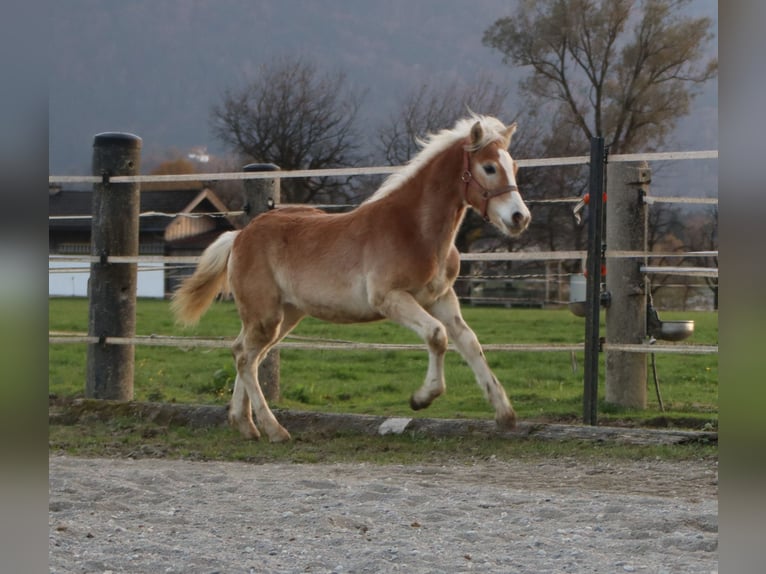 Hafliger Ogier Źrebak (04/2024) 150 cm Kasztanowata in Kirchbichl