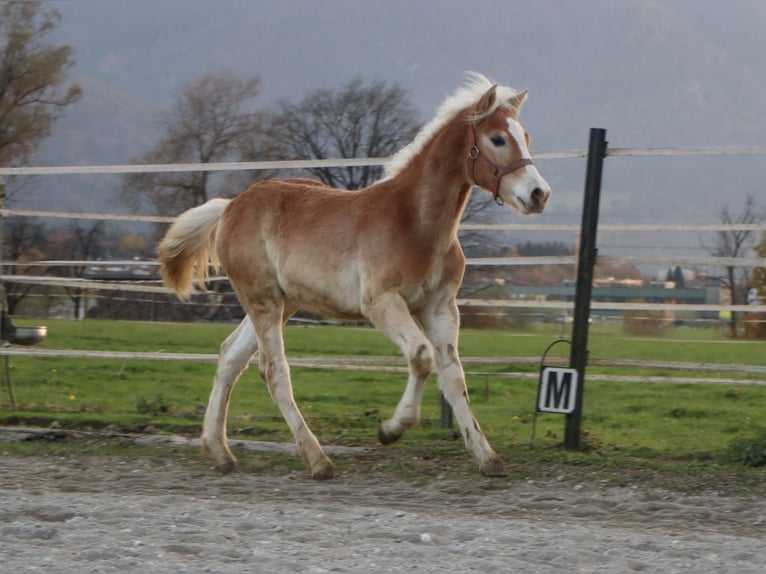 Hafliger Ogier Źrebak (04/2024) 150 cm Kasztanowata in Kirchbichl