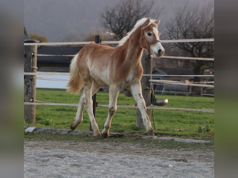 Hafliger Ogier Źrebak (04/2024) 150 cm Kasztanowata in Kirchbichl