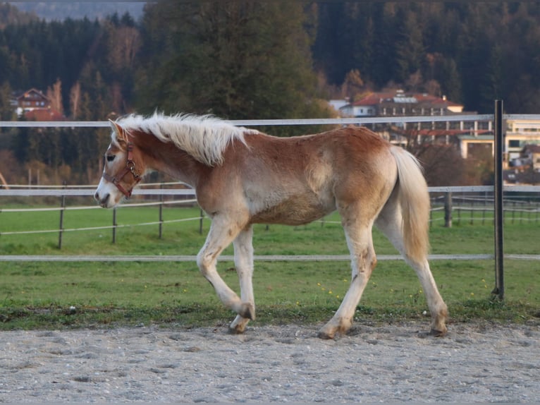 Hafliger Ogier Źrebak (04/2024) 150 cm Kasztanowata in Kirchbichl