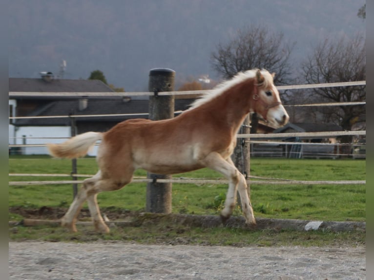 Hafliger Ogier Źrebak (04/2024) 150 cm Kasztanowata in Kirchbichl