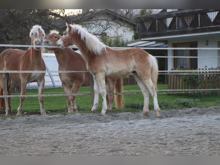 Hafliger Ogier Źrebak (04/2024) 150 cm Kasztanowata in Kirchbichl