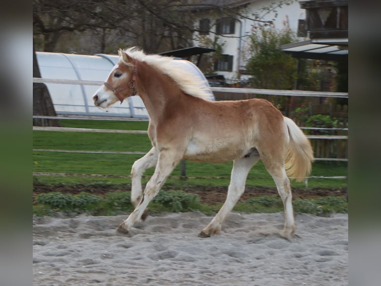 Hafliger Ogier Źrebak (04/2024) 150 cm Kasztanowata in Kirchbichl