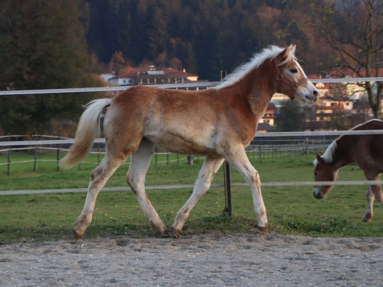 Hafliger Ogier Źrebak (04/2024) 150 cm Kasztanowata in Kirchbichl