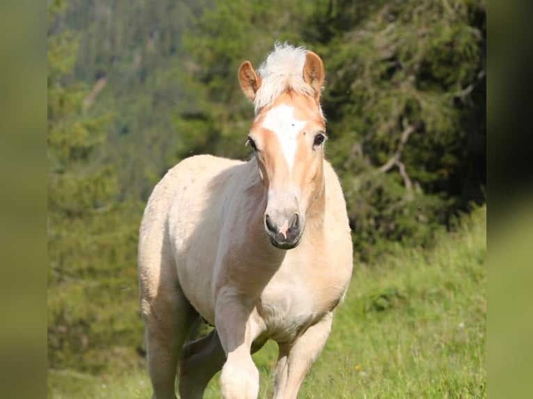 Hafliger Ogier Źrebak (02/2026) 150 cm  in Rimini