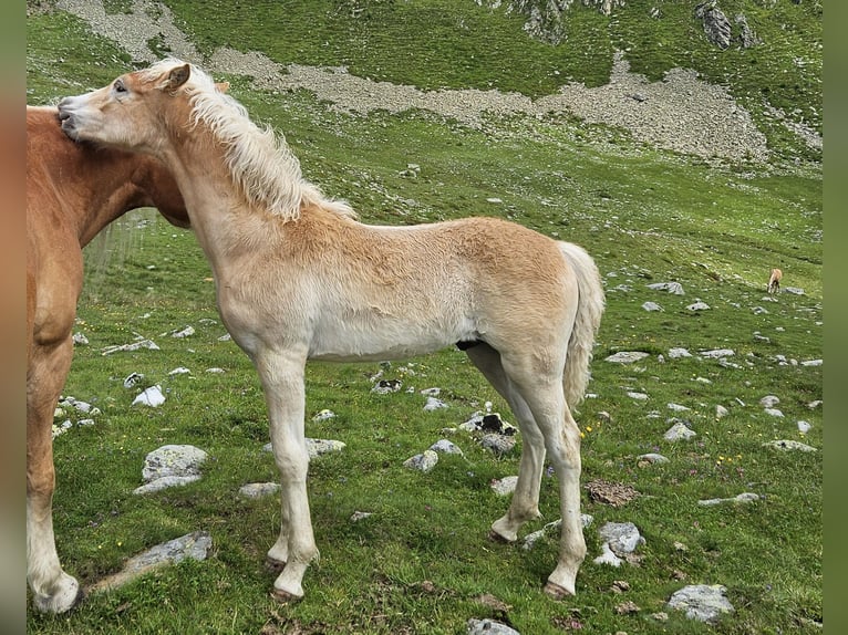 Hafliger Ogier Źrebak (03/2024) 153 cm in Ulten