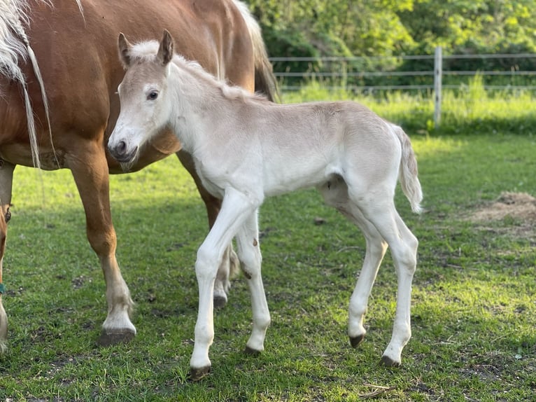 Hafliger Ogier Źrebak (05/2024) 154 cm in Trebbin