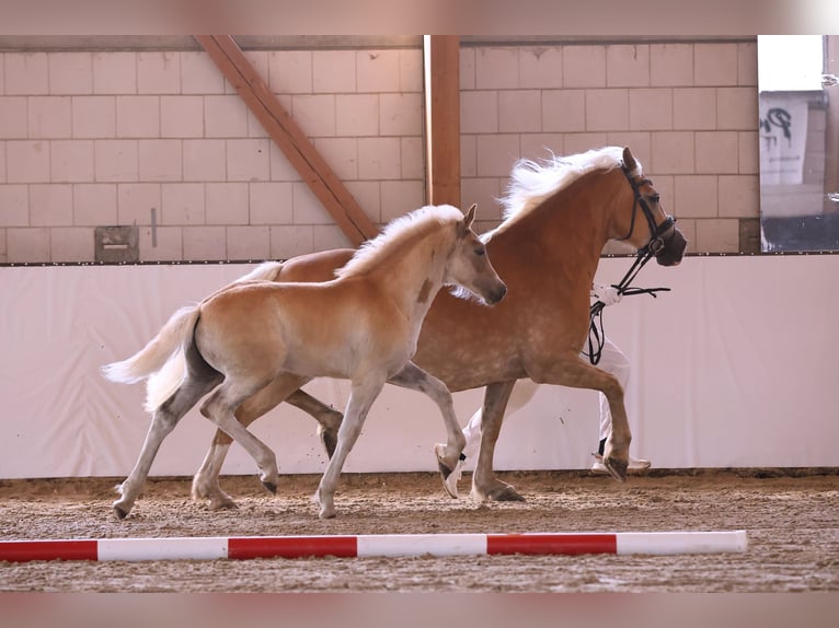Hafliger Ogier  155 cm Kasztanowata in Oberkr&#xE4;mer