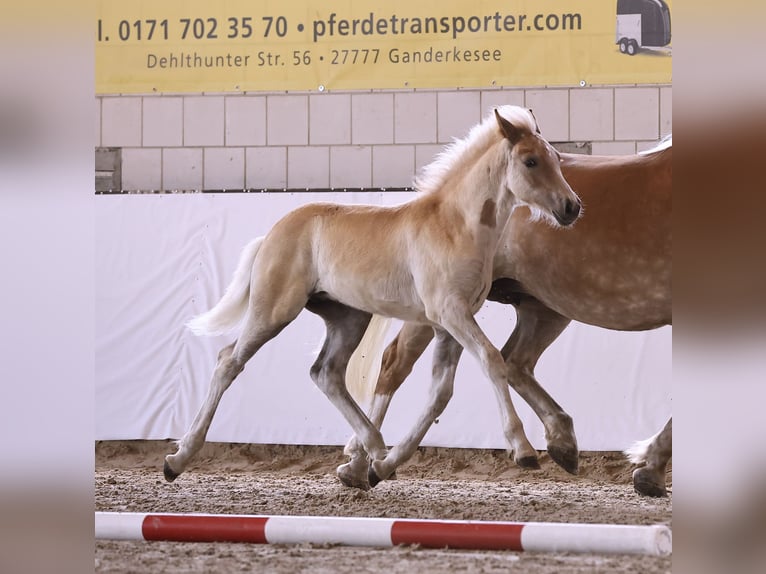 Hafliger Ogier  155 cm Kasztanowata in Oberkr&#xE4;mer