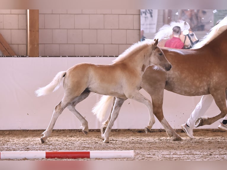 Hafliger Ogier  155 cm Kasztanowata in Oberkr&#xE4;mer