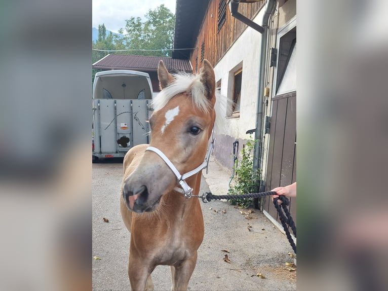 Hafliger Ogier Źrebak (04/2024) 155 cm in Landeck