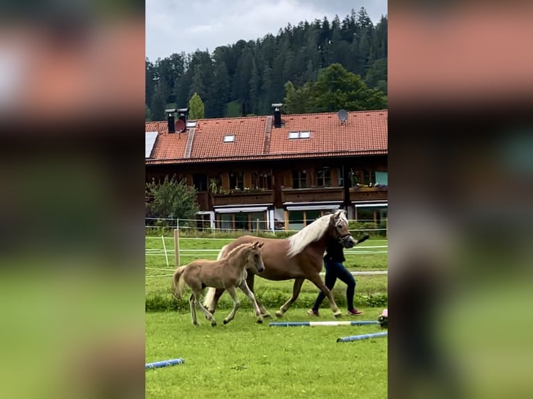 Hafliger Ogier Źrebak (05/2024) Ciemnokasztanowata in Gmund am Tegernsee