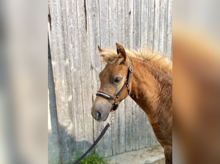 Hafliger Ogier Źrebak (05/2024) Ciemnokasztanowata in Gmund am Tegernsee