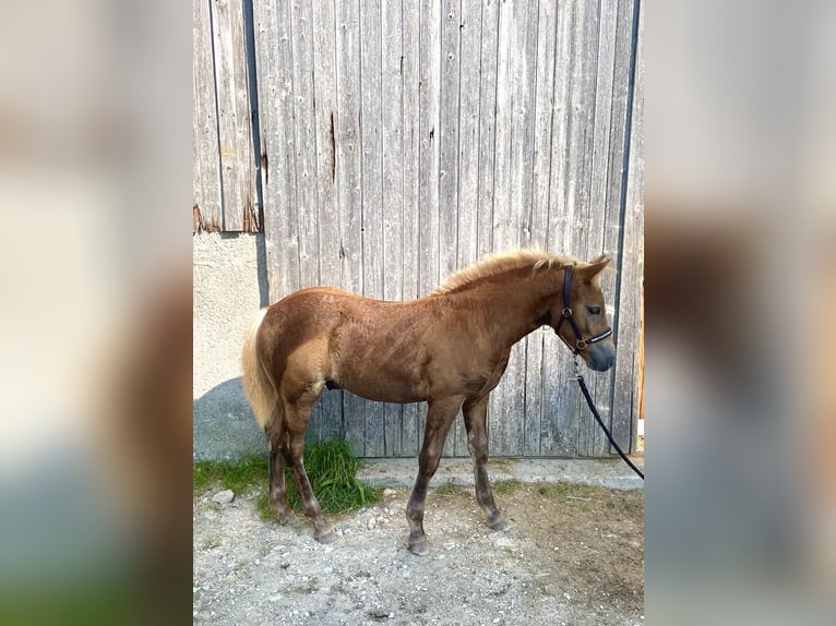 Hafliger Ogier Źrebak (05/2024) Ciemnokasztanowata in Gmund am Tegernsee