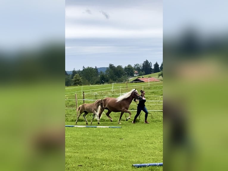 Hafliger Ogier Źrebak (05/2024) Ciemnokasztanowata in Gmund am Tegernsee