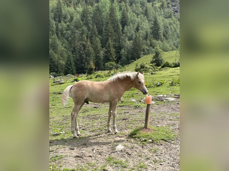 Hafliger Ogier Źrebak (04/2026) Izabelowata in St. Leonhard im Pitztal