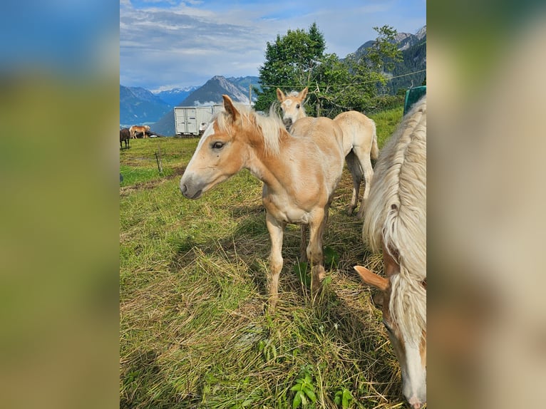 Hafliger Ogier Źrebak (02/2024) Kasztanowata in Bürserberg