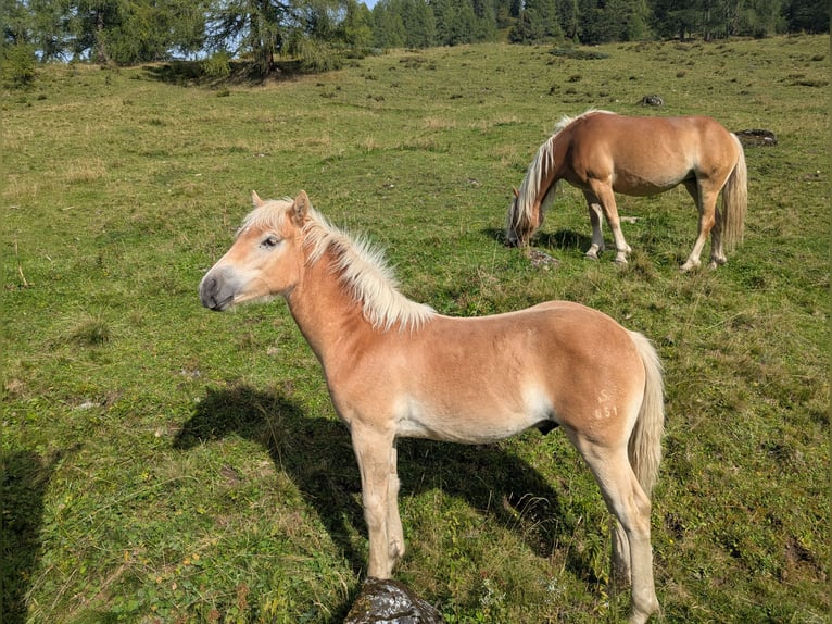 Hafliger Ogier Źrebak (03/2026) Kasztanowata in Großarl
