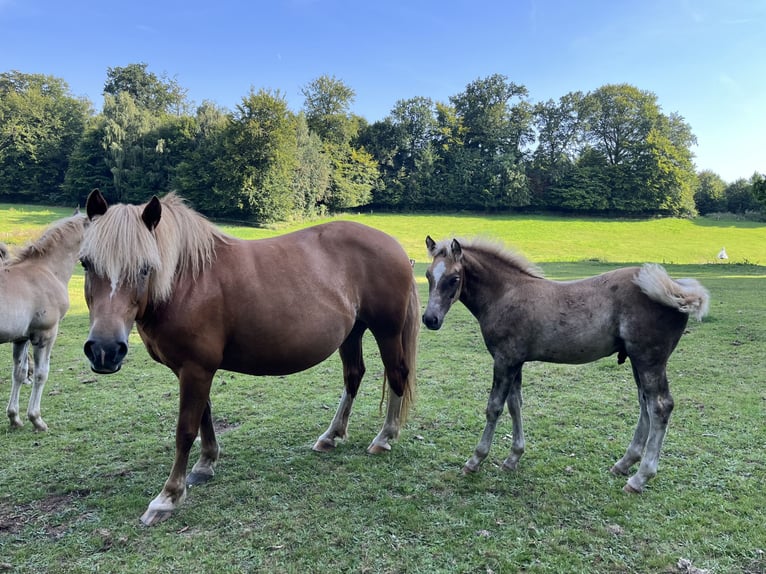 Hafliger Mix Ogier Źrebak (05/2024) Kasztanowata in Hardegsen