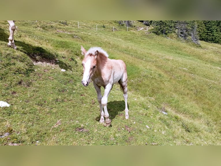 Hafliger Ogier Źrebak (04/2024) Kasztanowata in Großarl