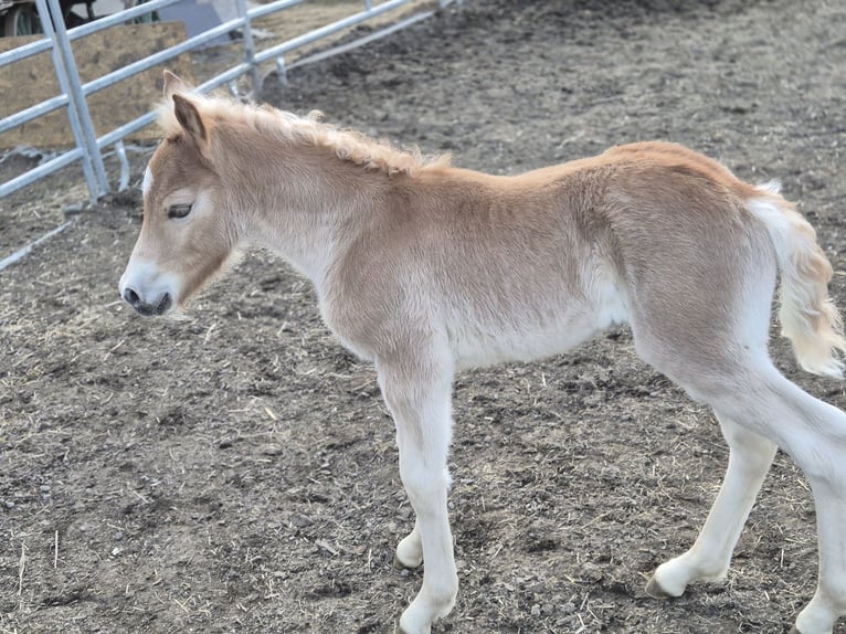 Hafliger Ogier Źrebak (03/2026)  in Gschnitz