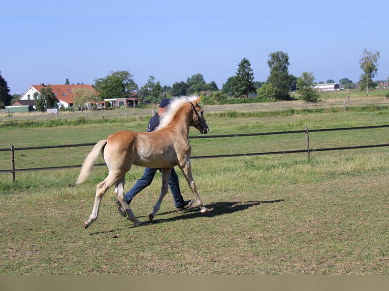 Hafliger Ogier Źrebak (02/2026)  in Arcen